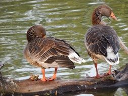 standing wild geese