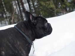 black bulldog on snow