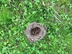 Green Nest