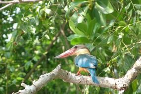 colorful kingfisher bird on a branch in Sri Lanka