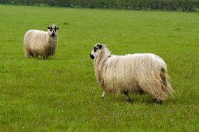 two purebred sheep on a green lawn