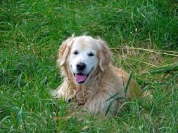 golden retriever on the grass in the countryside