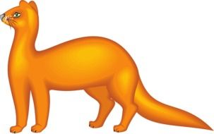 orange mink on a white background