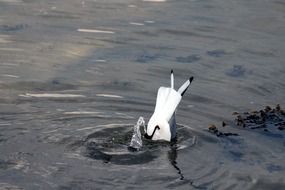 seagull dives into the lake