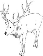 drawn Christmas Reindeer