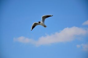 powerful gull high in the sky