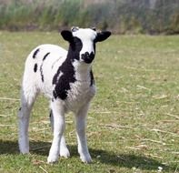 Black and white young lamb