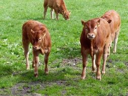 young calfs on the meadow