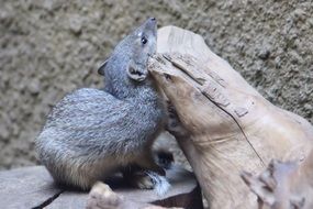 animal in berlin