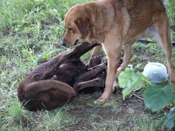 two males play in the garden