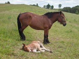 horse with offspring on a green hill