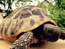 greek tortoise or mediterranean tortoise