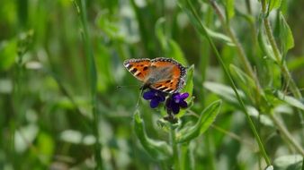 colorful butterfly on a green plant