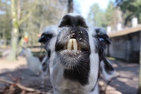 Alpaca Head with big teeth close up, Peru