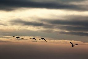 flock of birds in the evening sky