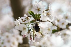 fluffy bee on a white bud of an apple tree