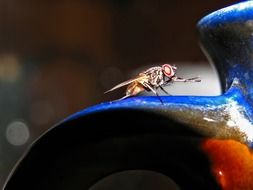 fly in macro