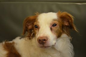Dog looks sadly