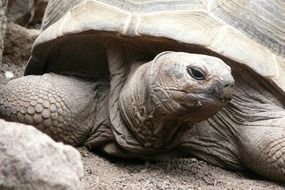 portrait of a turtle in zoo