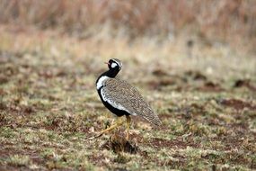 southern black korhaan in the wild