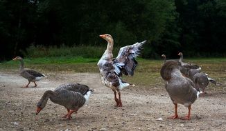 Goose Dancing