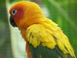 plumage of the sun parrot closeup