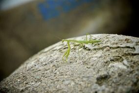 Mantis Rock