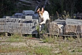 the dog jumps over the stones