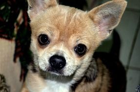 cute little chihuahua