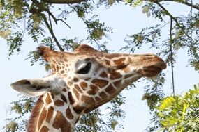 close-up of a giraffe in profile