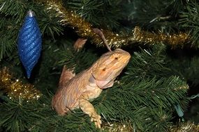 bearded dragon on the fir tree