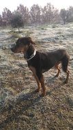 brown hunting dog on meadow