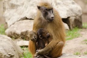brown baboon with cub