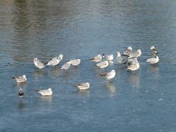 flock of the beautiful colorful seagulls floating on the water
