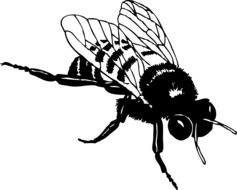 Honey Bee Stripes drawing