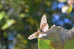 Butterfly on Tree Macro portrait