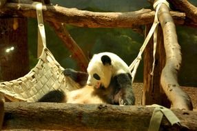 Panda black and white Bear