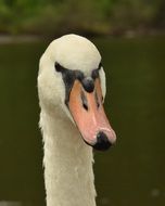 swan head with orange beak