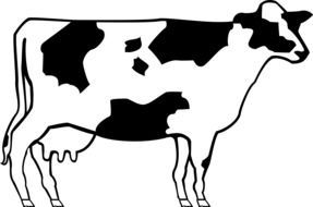 drawn profile of spotted cow