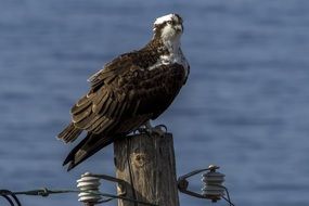 Picture of Osprey Bird