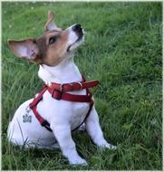 very beautiful and cute Pet