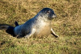 Wild sea animal in dry grass