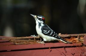 bird on red wooden boards