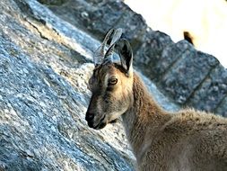 mountain goat on the background of the rock