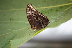 brown butterfly on a green leaf close-up