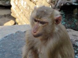 handsome Cambodia Monkey