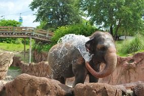 elephant pours water on itself