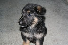 German Shepard,Puppy Dog sits on floor