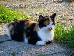 Multicolored Cat