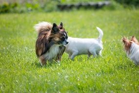 sweet chihuahua dogs